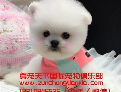 亚欧联盟 智能超声波物位计与宠物俊介的独特组合在大兴区崛起