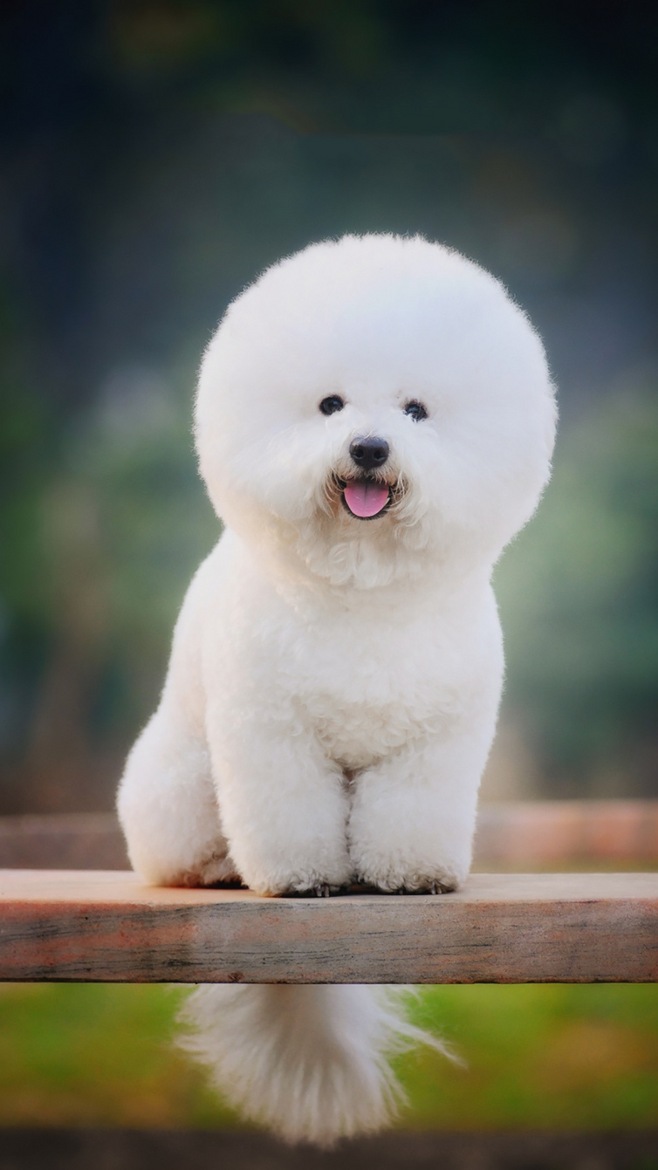 雪白棉花糖 比熊犬的诗意生活