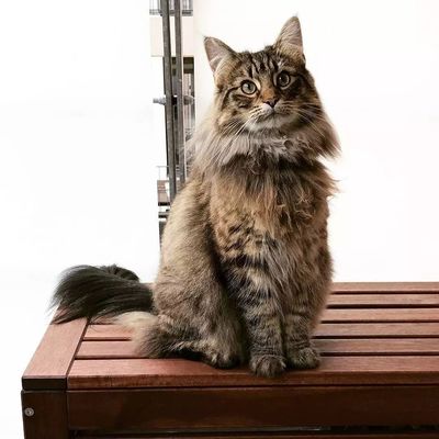 嘿你了解我吗?名猫百科之【挪威森林猫】VOL.三_宠物_网